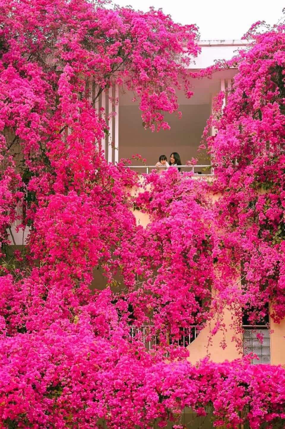 Ngôi trường đang hot nhất trên MXH: Cả khuôn viên bao phủ bởi giàn hoa giấy khổng lồ, khung cảnh đẹp như vườn cổ tích - Ảnh 4.