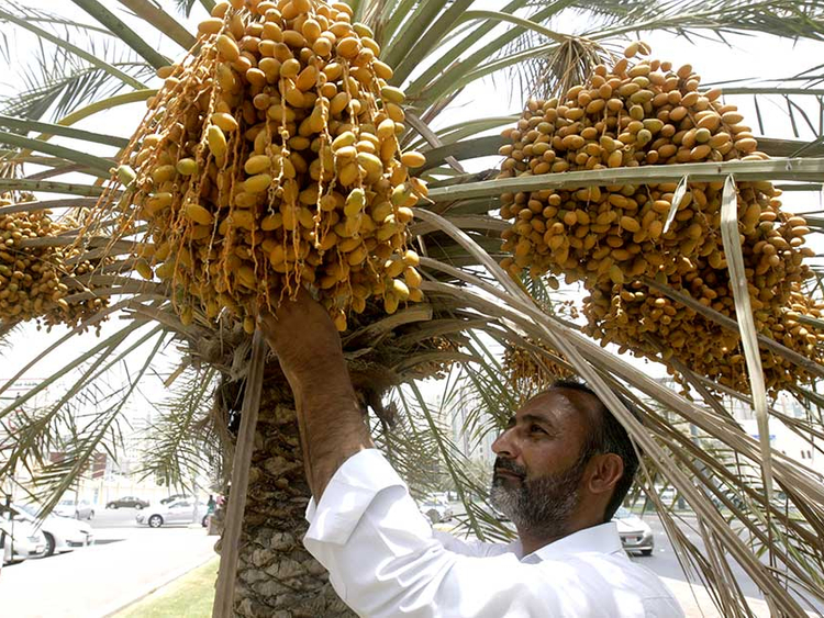 Một loại trái cây được các đại gia Dubai yêu thích, tượng trưng cho sự giàu sang, nhưng lại bị "bỏ quên" trên cây không ai thèm hái ở Trung Quốc - Ảnh 2.