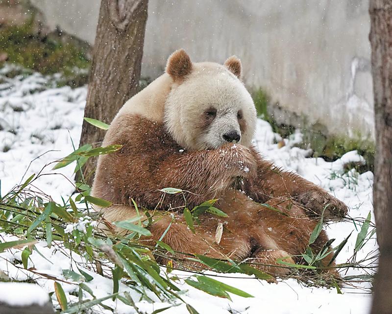 Gấu trúc nâu độc nhất vô nhị: Bị gấu mẹ bỏ rơi trong rừng và được cứu sống, trưởng thành khỏe mạnh nhưng vẫn chưa có con cái sau 6 lần 'làm bố hụt' - Ảnh 1.
