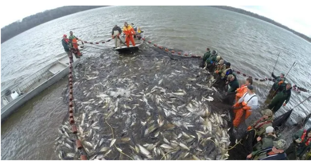 Loài cá châu Á có thể nhảy cao tới 3m đang xâm lấn khiến nước Mỹ đòi chặn đứng đường di cư - Ảnh 5.