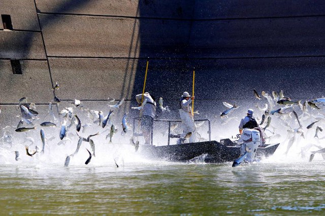 Loài cá châu Á có thể nhảy cao tới 3m đang xâm lấn khiến nước Mỹ đòi chặn đứng đường di cư - Ảnh 4.