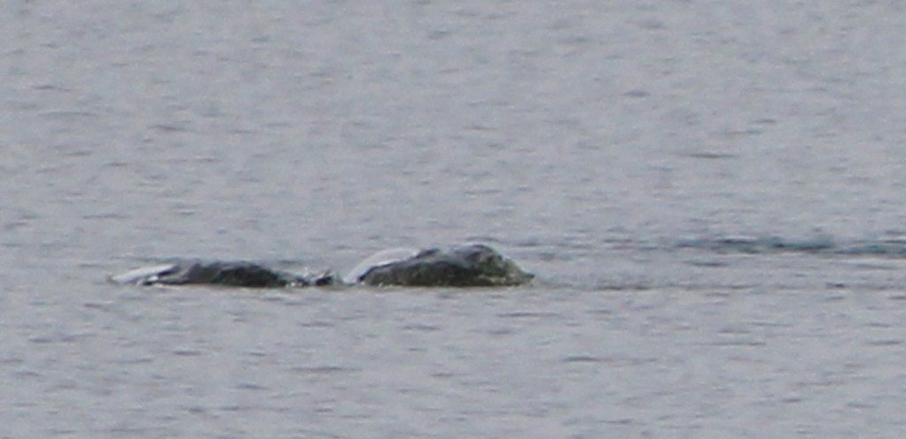 "Thợ săn" quái vật hồ Loch Ness công bố bức ảnh chứng minh sự tồn tại đáng kinh ngạc của thủy quái huyền thoại? - Ảnh 5.