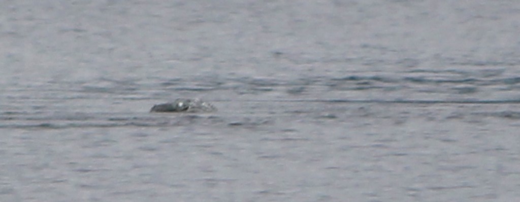 "Thợ săn" quái vật hồ Loch Ness công bố bức ảnh chứng minh sự tồn tại đáng kinh ngạc của thủy quái huyền thoại? - Ảnh 3.