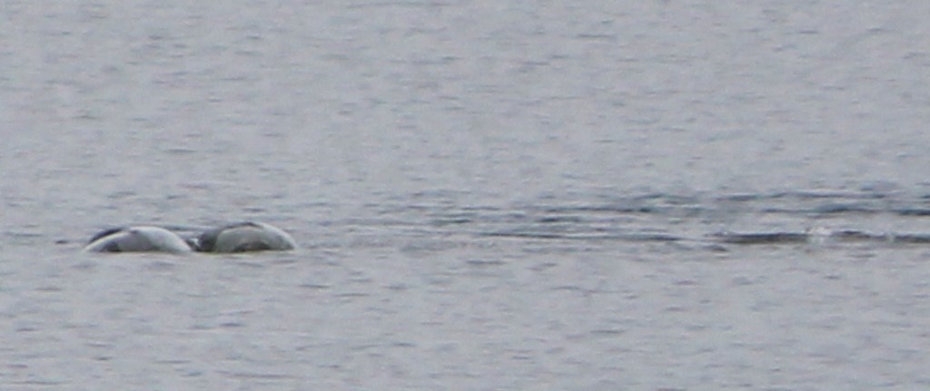 "Thợ săn" quái vật hồ Loch Ness công bố bức ảnh chứng minh sự tồn tại đáng kinh ngạc của thủy quái huyền thoại? - Ảnh 4.