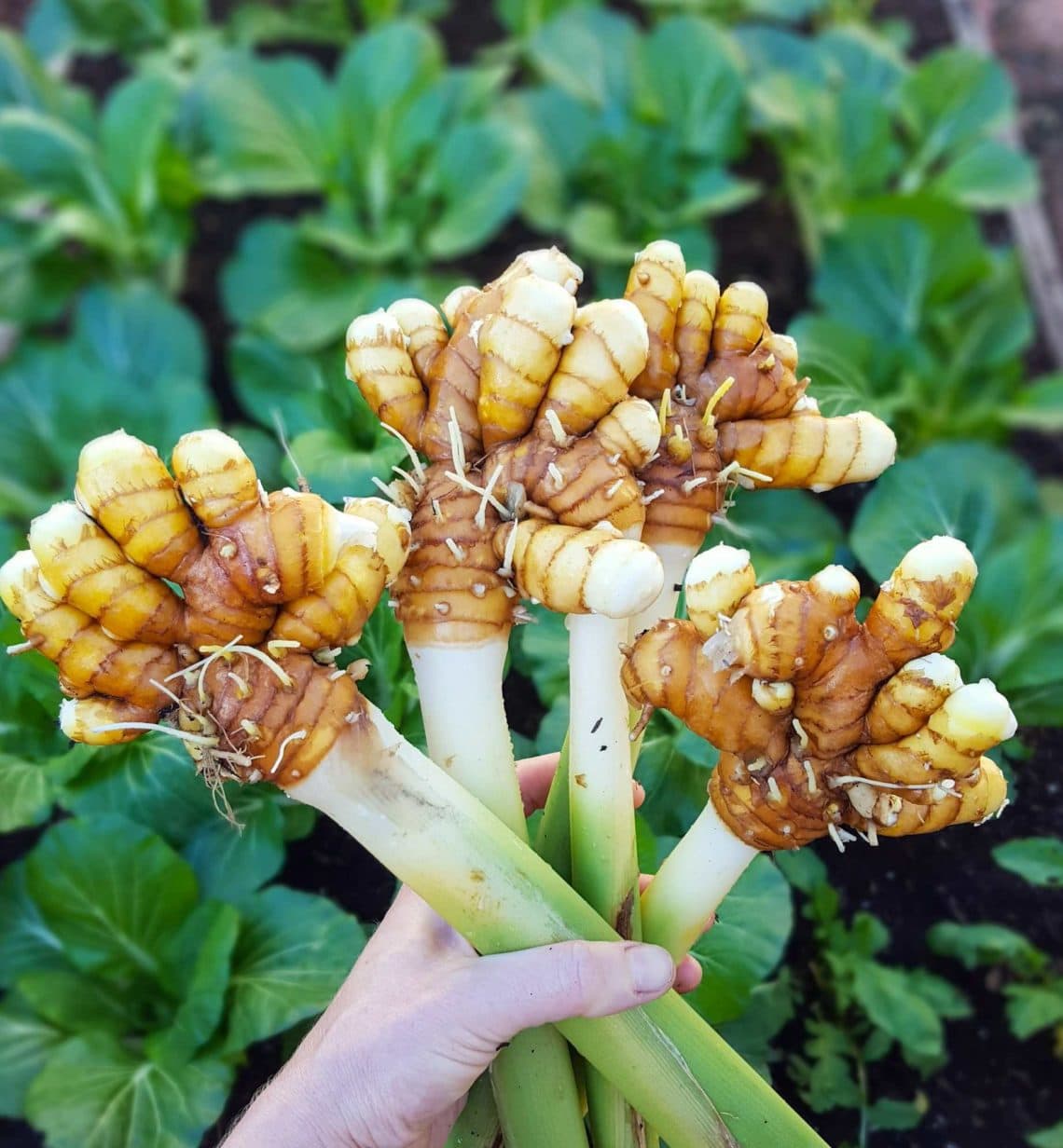 4 loại gia vị là
