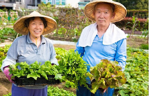 1 loại củ là “nhân sâm trắng”, người Nhật coi như “chìa khóa” trường thọ, được bán đầy chợ Việt giá vài chục nghìn đồng - Ảnh 2.