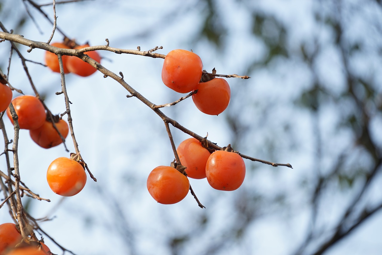 Loại quả mùa thu được mệnh danh là “trái cây của các vị thần” nhờ 10 lợi ích sức khỏe tuyệt vời - Ảnh 5.