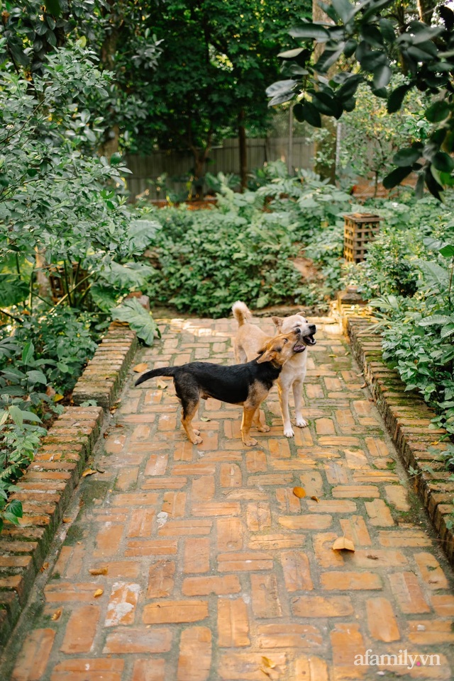 Cải tạo không gian rêu phong thành nhà vườn gói ghém những bình yên của người phụ nữ Hà Thành - Ảnh 20.