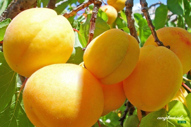 Đầu xuân rủ nhau lễ chùa Yên Tử: Nên đi những nơi nào, cần chuẩn bị bao nhiêu tiền, có gì mua về làm quà cho gia đình? - Ảnh 8.