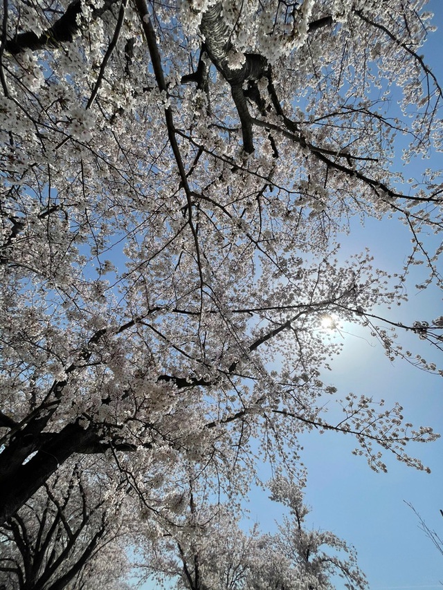 Có một mùa hoa anh đào Nhật Bản đẹp đến tan chảy qua ống kính của du học sinh người Việt: Một khi đã xem thì chẳng thể rời mắt được - Ảnh 2.