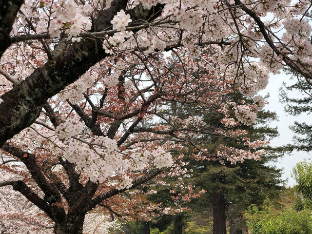 Có một mùa hoa anh đào Nhật Bản đẹp đến tan chảy qua ống kính của du học sinh người Việt: Một khi đã xem thì chẳng thể rời mắt được - Ảnh 3.