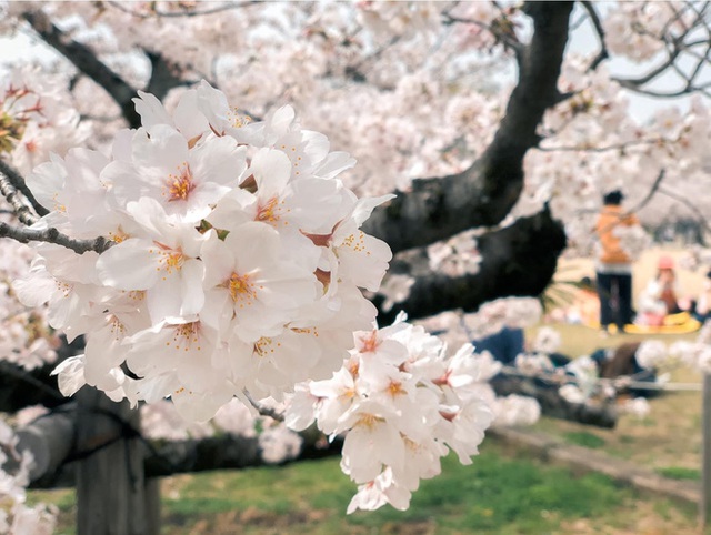 Có một mùa hoa anh đào Nhật Bản đẹp đến tan chảy qua ống kính của du học sinh người Việt: Một khi đã xem thì chẳng thể rời mắt được - Ảnh 4.