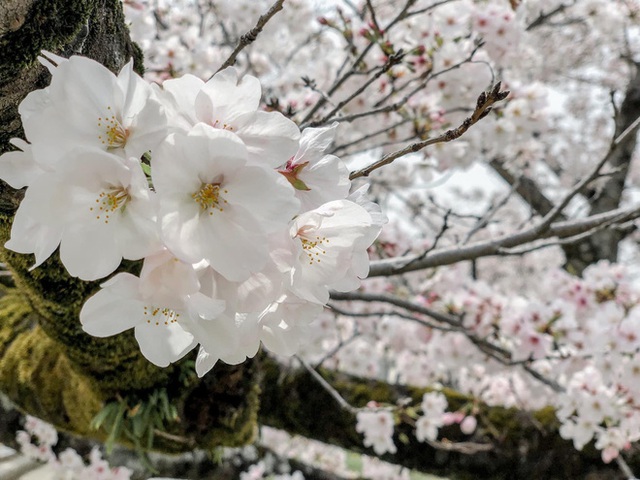 Có một mùa hoa anh đào Nhật Bản đẹp đến tan chảy qua ống kính của du học sinh người Việt: Một khi đã xem thì chẳng thể rời mắt được - Ảnh 6.