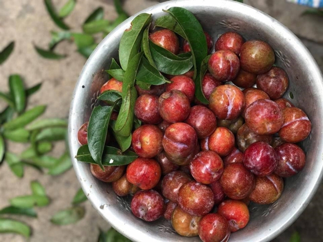 Kết quả bất ngờ khi soi quả mận dưới kính hiển vi và 5 đối tượng dù thèm cũng không nên ăn mận kẻo rước bệnh vào người - Ảnh 5.