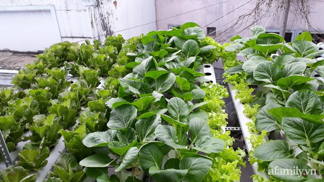 Dù không có sân thượng nhưng mẹ đảm ở Sài Gòn vẫn có được vườn nông sản xanh mướt trên mái tôn - Ảnh 2.