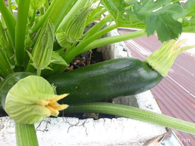 Dù không có sân thượng nhưng mẹ đảm ở Sài Gòn vẫn có được vườn nông sản xanh mướt trên mái tôn - Ảnh 11.