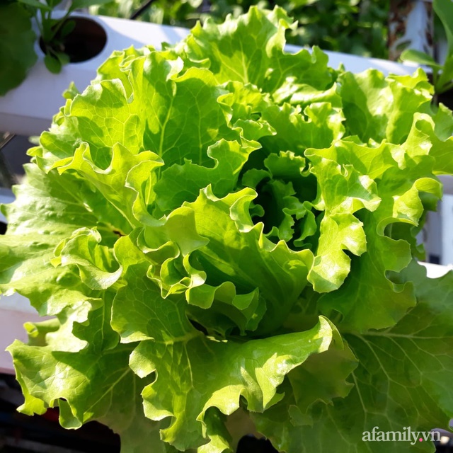 Dù không có sân thượng nhưng mẹ đảm ở Sài Gòn vẫn có được vườn nông sản xanh mướt trên mái tôn - Ảnh 12.