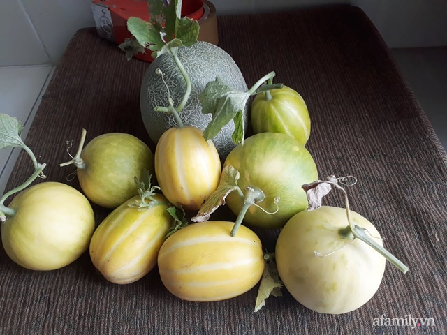 Dù không có sân thượng nhưng mẹ đảm ở Sài Gòn vẫn có được vườn nông sản xanh mướt trên mái tôn - Ảnh 19.