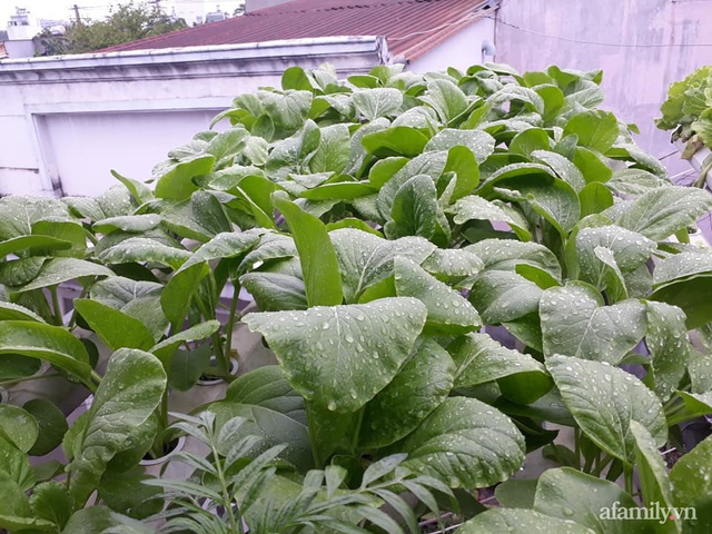 Dù không có sân thượng nhưng mẹ đảm ở Sài Gòn vẫn có được vườn nông sản xanh mướt trên mái tôn - Ảnh 22.