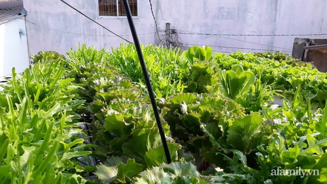 Dù không có sân thượng nhưng mẹ đảm ở Sài Gòn vẫn có được vườn nông sản xanh mướt trên mái tôn - Ảnh 23.
