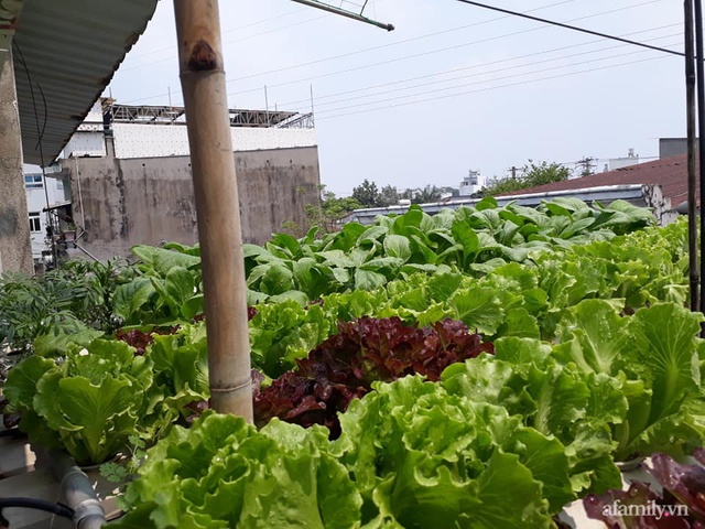 Dù không có sân thượng nhưng mẹ đảm ở Sài Gòn vẫn có được vườn nông sản xanh mướt trên mái tôn - Ảnh 5.