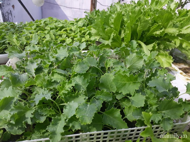 Dù không có sân thượng nhưng mẹ đảm ở Sài Gòn vẫn có được vườn nông sản xanh mướt trên mái tôn - Ảnh 7.