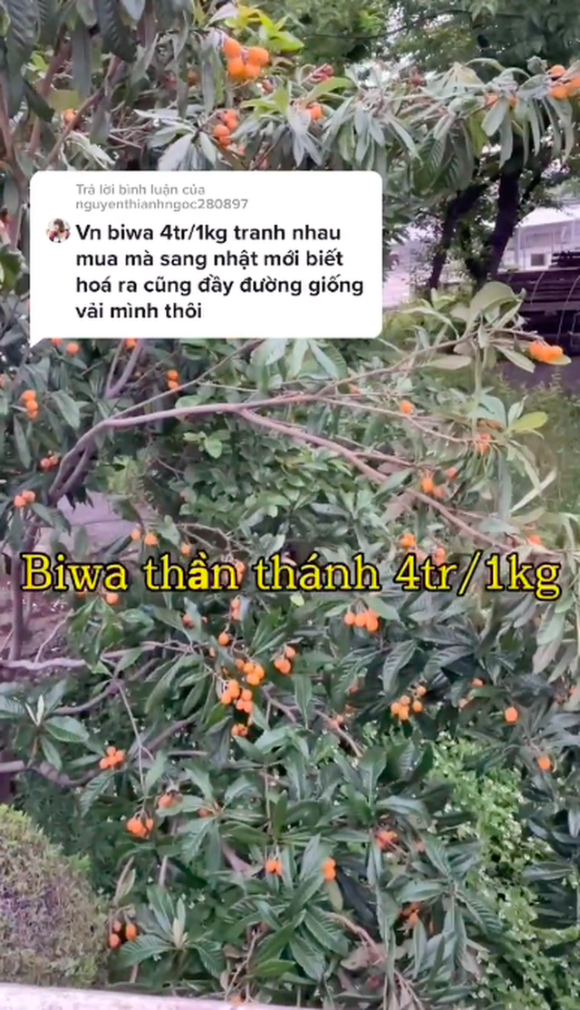 Nhật Bản có loại quả mọc dại đầy đường không ai hái, về đến Việt Nam có giá lên tới 4 triệu/kg, chỉ dành cho hội nhà giàu? - Ảnh 1.