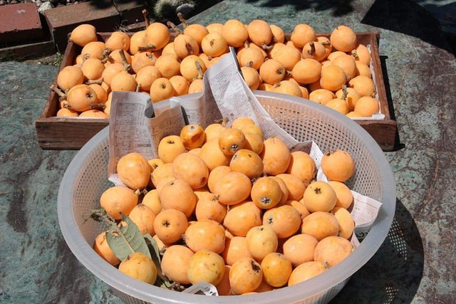 Nhật Bản có loại quả mọc dại đầy đường không ai hái, về đến Việt Nam có giá lên tới 4 triệu/kg, chỉ dành cho hội nhà giàu? - Ảnh 4.