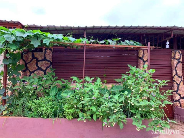 Khu vườn trước cửa xanh mát với đủ loại rau củ của chàng trai Việt ở châu Phi - Ảnh 1.