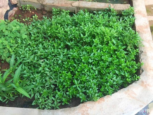 Khu vườn trước cửa xanh mát với đủ loại rau củ của chàng trai Việt ở châu Phi - Ảnh 14.