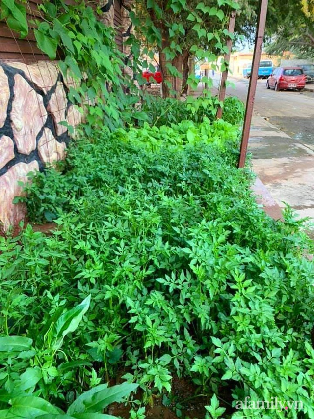 Khu vườn trước cửa xanh mát với đủ loại rau củ của chàng trai Việt ở châu Phi - Ảnh 19.