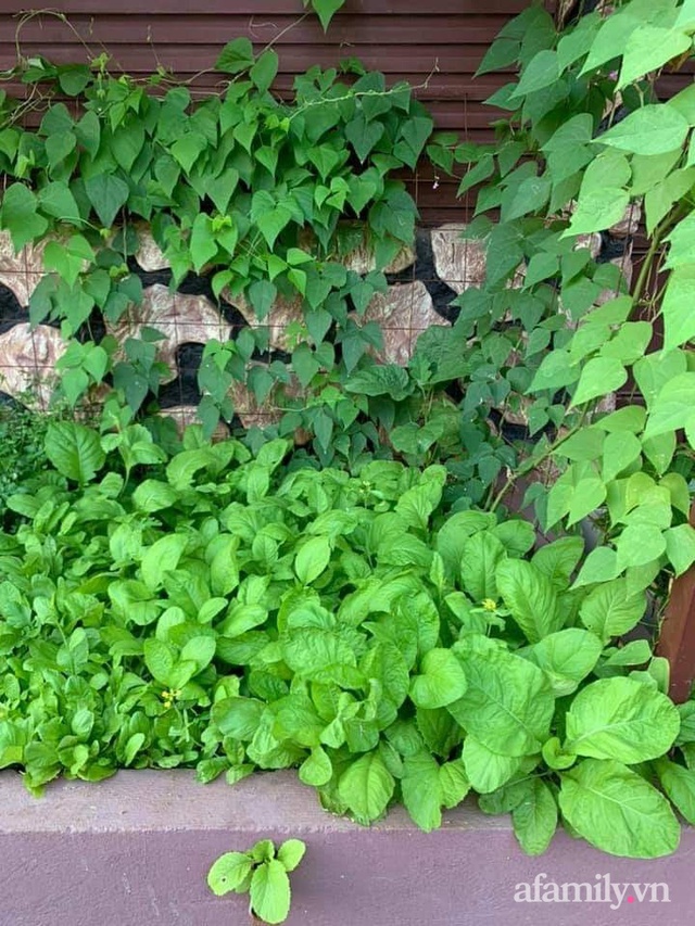 Khu vườn trước cửa xanh mát với đủ loại rau củ của chàng trai Việt ở châu Phi - Ảnh 10.