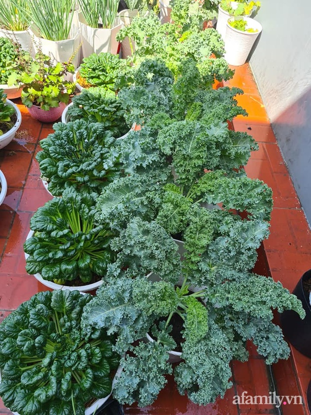 Sự quy củ đến bất ngờ của khu vườn sân thượng với trăm loại rau sạch xanh mát ở Bình Dương - Ảnh 25.