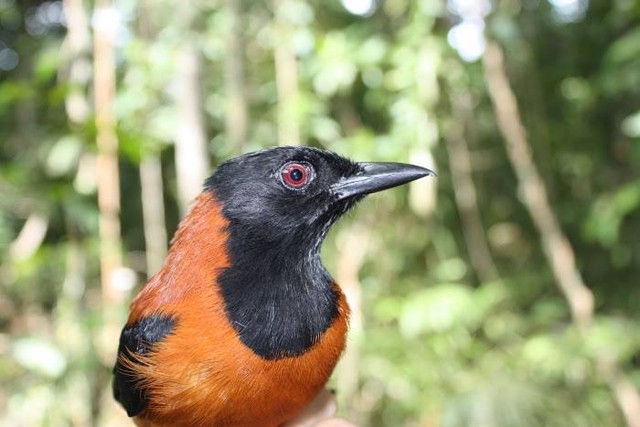 Pitohui: Loài chim duy nhất trên hành tinh được ghi nhận là có độc - Ảnh 4.