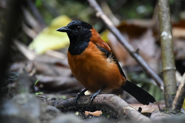 Pitohui: Loài chim duy nhất trên hành tinh được ghi nhận là có độc - Ảnh 2.